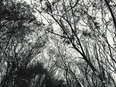 Tree Branches Background  as JPG Fileの写真素材
