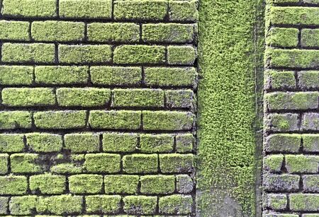 Brick Wall with Green Moss as JPG Fileの写真素材