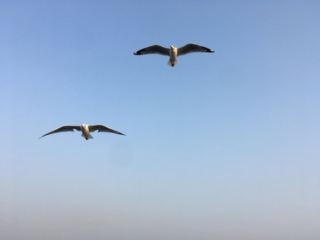 Seagulls Flying in Mumbai - Arabian Sea - Stock Image as JPG Fileの写真素材
