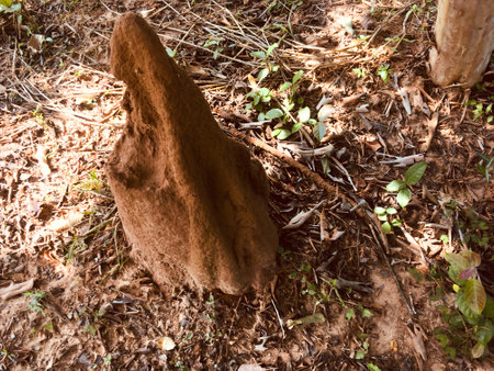 Behemoth Anthill closeup - Stock Image as JPG Fileの写真素材
