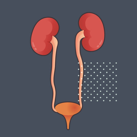 Human Kidneys and Bladder  - Stock Illustration as EPS 10 Fileのイラスト素材