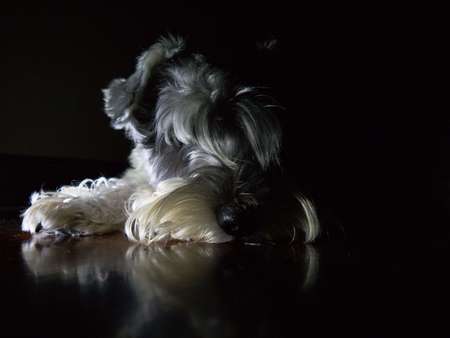 DLN 2 (dog night light)の写真素材