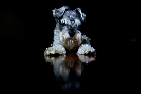 DLN (dog night light)の写真素材