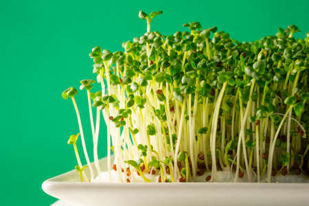 Sprouts,  green germinated seeds