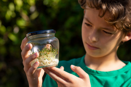 Boy watching sprouts in glass jarの写真素材