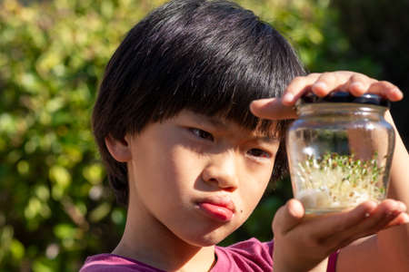 Asian boy watching sprouts, germinated seeds in glass jarの写真素材