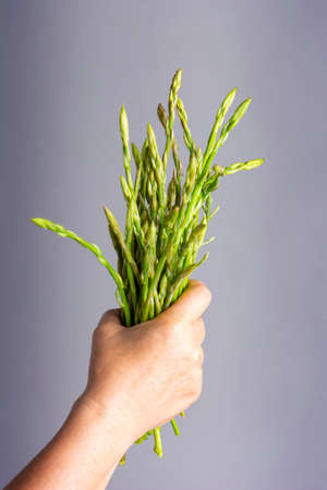Handful of fresh wild asparagusの写真素材
