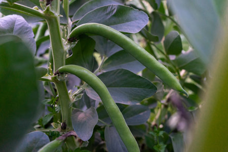 first beans to be harvestedの写真素材