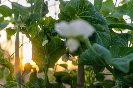 Close-up of peas during sunriseの写真素材