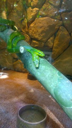 Green Snakes looking over here