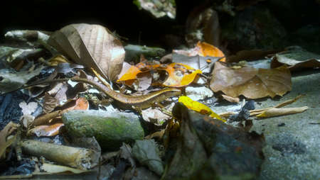 a lizard spotlightedのeditorial素材