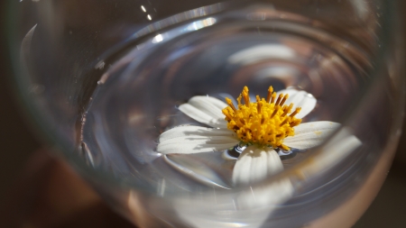 White yellow flower floating on the water in the glassの写真素材