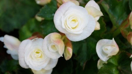 A bunch of small white flowerの写真素材