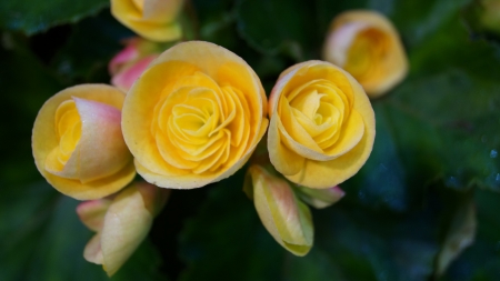 Yellow flowers