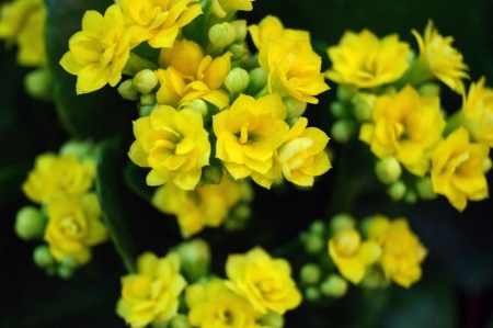 Bunch of small yellow flowers            の写真素材