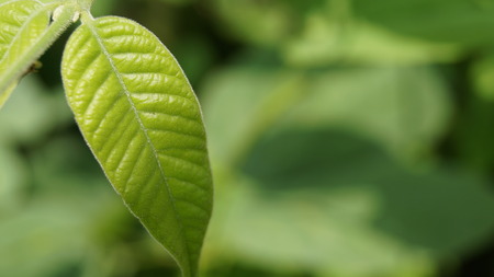 An isolated green leafの写真素材