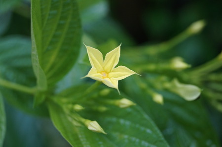 Small yellow flowerの写真素材