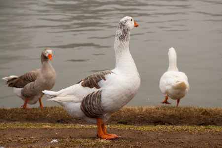 Three ducks in the vicinity of the water looking sidewaysの写真素材