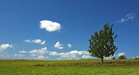 background of blue sky and tree in the fieldの写真素材