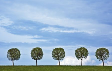 background of 5 trees and blue skyの写真素材