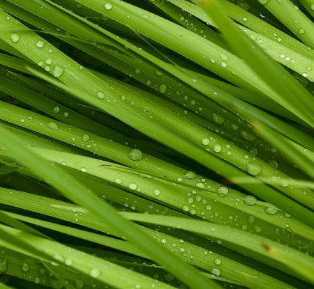 droplets on grass - shallow focus