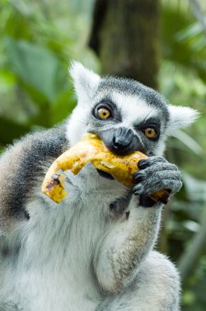 lemur eating bananaの写真素材