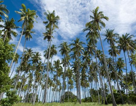 coconut forestの写真素材