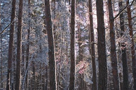 winter forestの写真素材