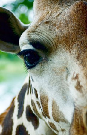 Giraffe head close-upの写真素材