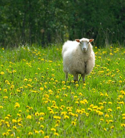 sheep in dandelion fieldの写真素材