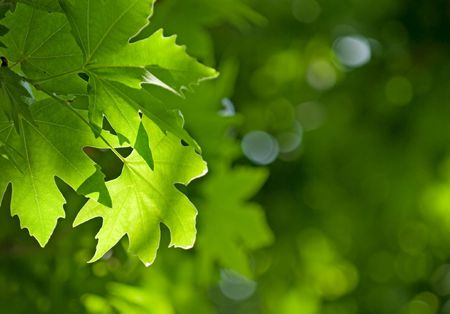 green leaves, shallow focusの写真素材