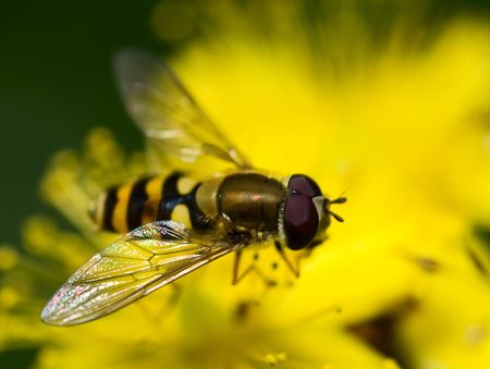 yellow fly sitting on a flowerの写真素材