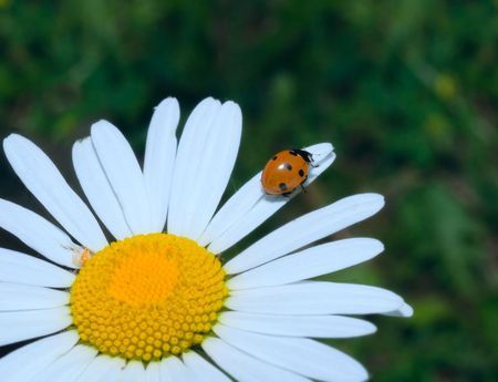 ladybug climbing cammomile flowerの写真素材