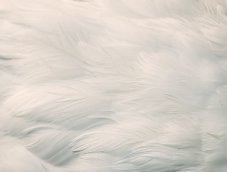 background of white feathersの写真素材