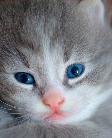 kitten with blue eyes and pink noseの写真素材