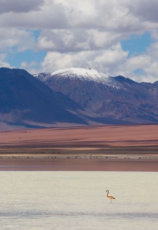 flamingo, standing in the lake, boliviaの写真素材