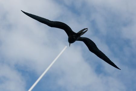frigate, flying in blue sky
の写真素材
