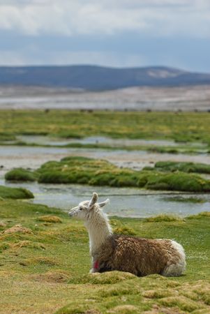 llama, mountains of bolivia, south america