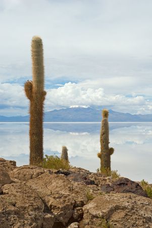 Cardon cactus at Isla de Pescado, boliviaの写真素材