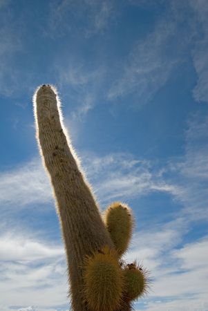 Cardon cactus at Isla de Pescado, boliviaの写真素材