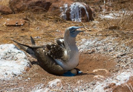 blue-footed booby on eggs, galapagos islands, equadorの写真素材