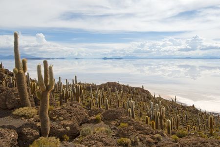 Cardon cactus at Isla de Pescado, boliviaの写真素材