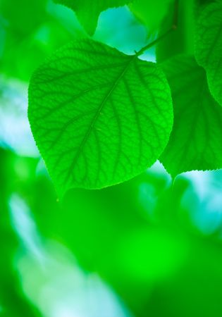 green leaves, shallow focusの写真素材