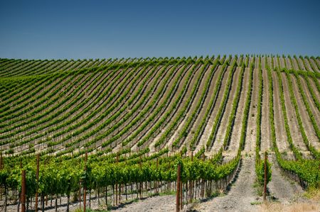 vineyards of napa valley, usa 