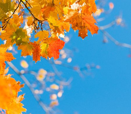 autumn leaves, very shallow focus