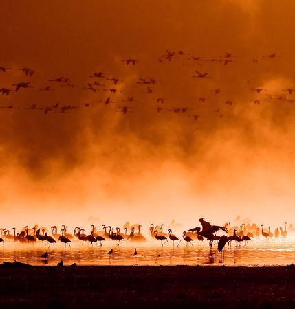 flocks of flamingos in the sunrise, lake nakuru, kenyaの写真素材