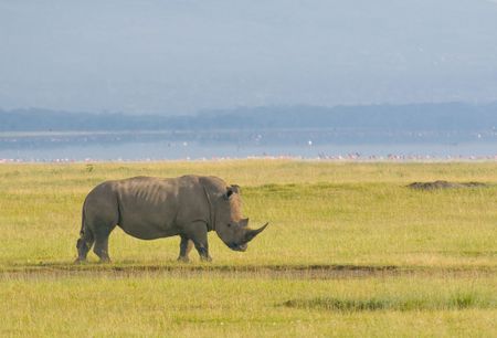 rhino in lake nakuru national park, kenyaの写真素材