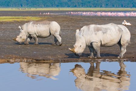 rhinos in lake nakuru national park, kenyaの写真素材