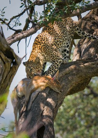 leopard eating impala, masai mara, kenyaの写真素材