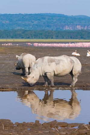 rhinos in lake nakuru national park, kenyaの写真素材